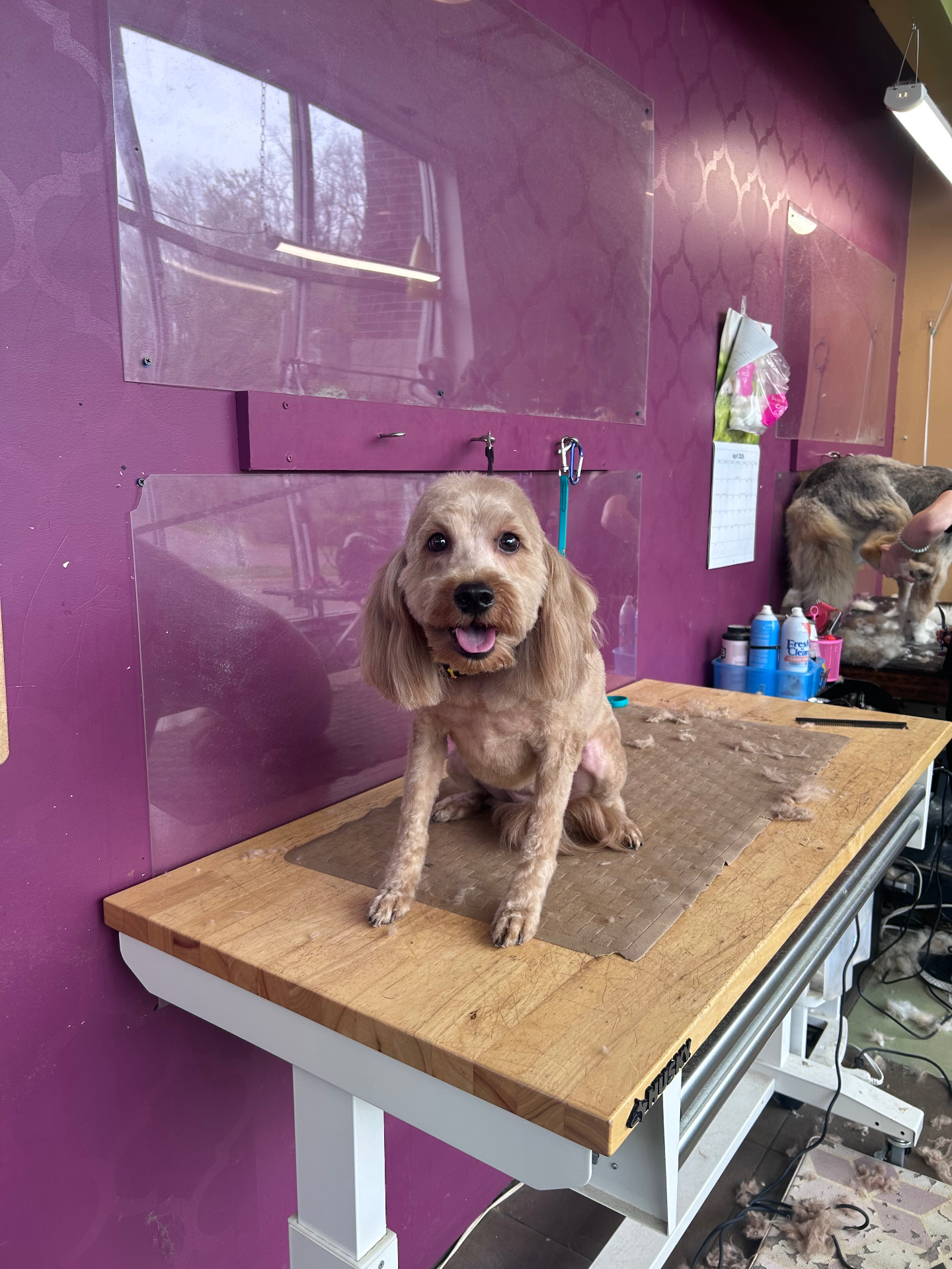 Ginger after her groom, tidy and smiling on the table