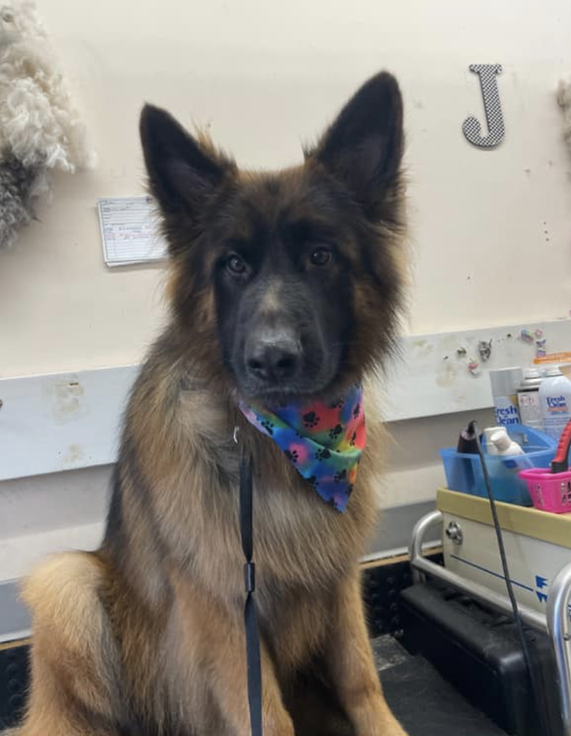 A handsome long-haired German Shepherd posing with a paw-print bandana